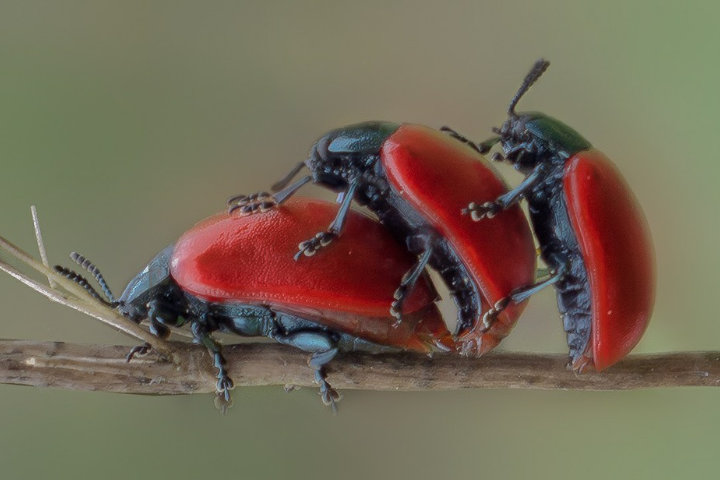 A threesome of beetles